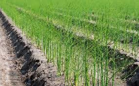 Agroproductos las Californias Produce, S. de R.L. de C.V. logo